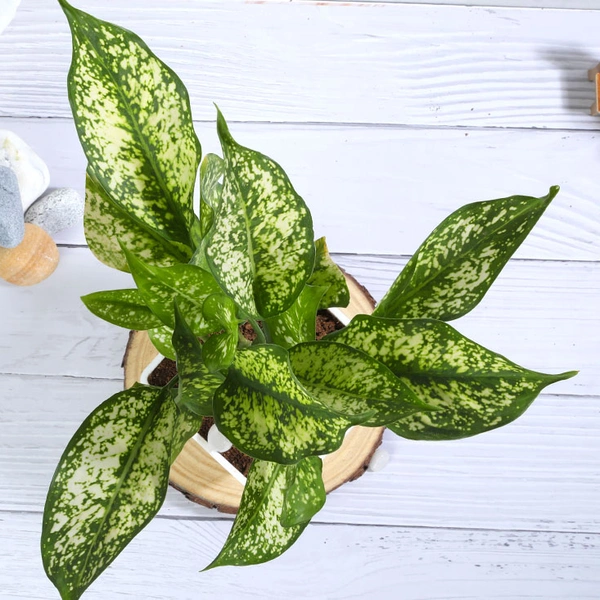 Snow White Aglaonema Plant