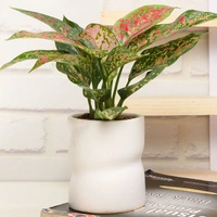 Stylish Pink Aglaonema Plant