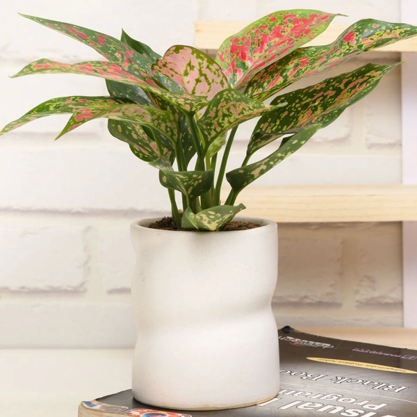 Stylish Pink Aglaonema Plant