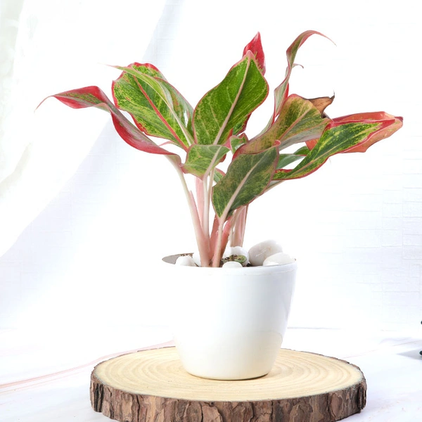 Aglonima Lipstick Plant