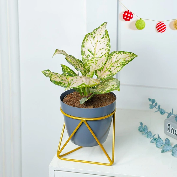 Snow White Aglonema Plant in Tringular Stand