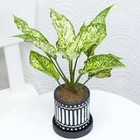 Snow White Aglonema For Indoors