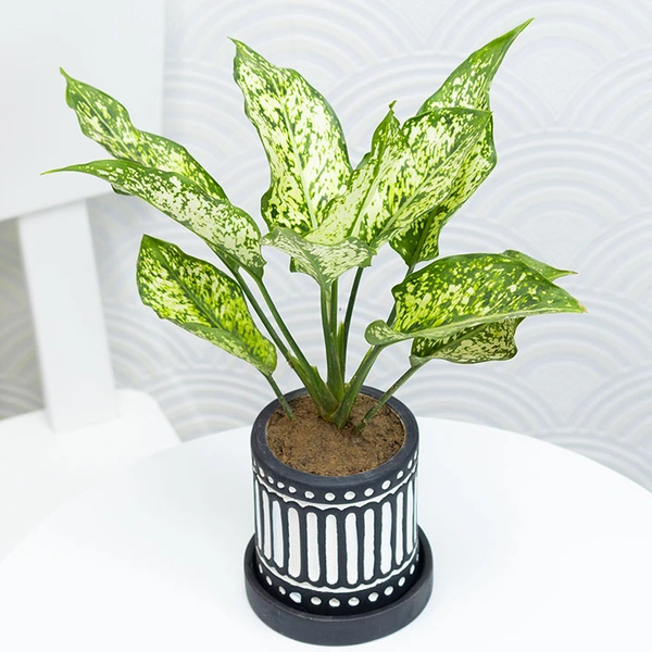 Snow White Aglonema For Indoors