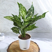 Snow White Aglonema in White Pot