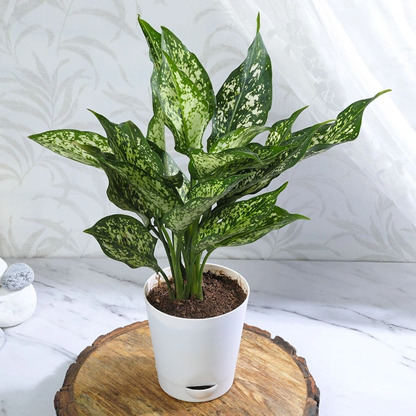 Snow White Aglonema in White Pot