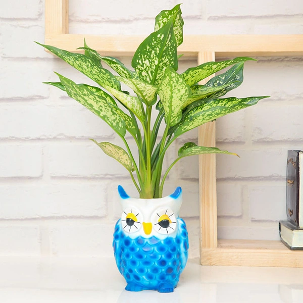 Adorable Aglaonema Plant In Owl
