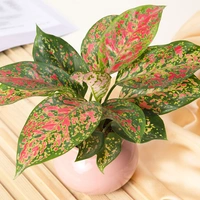 Exotic Aglaonema Plant Beauty