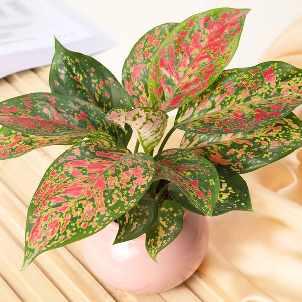Exotic Aglaonema Plant Beauty