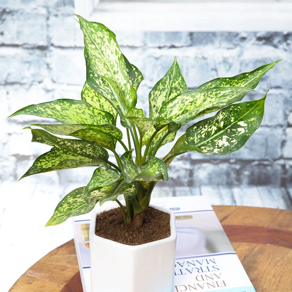 Lovely Aglaonema Plant