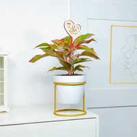 Personalized Love Red Lipstick Aglaonema Plant