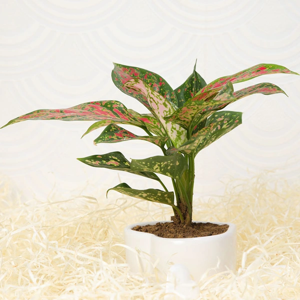 Stunner Pink Aglaonema Plant
