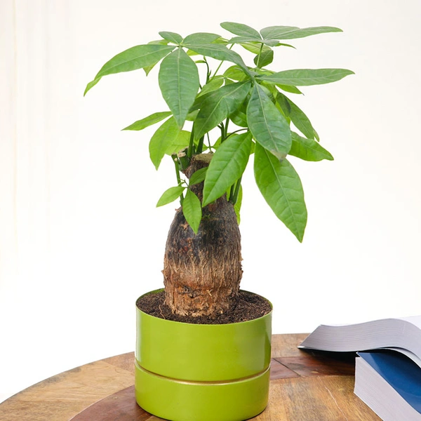 Stress Buster Pachira