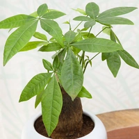 Pachira Bonsai Auspicious Plant