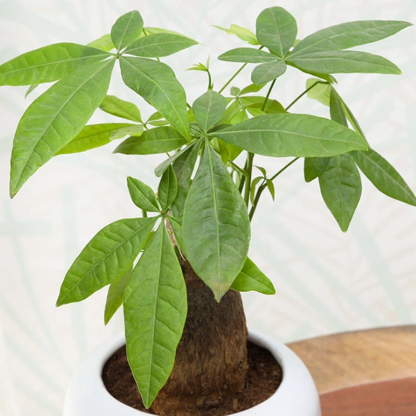 Pachira Bonsai Auspicious Plant