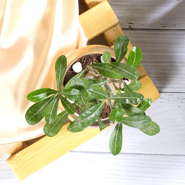 Adenium Plant In Dual Color Metallic Pot