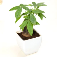 Admirable Pachira Plant