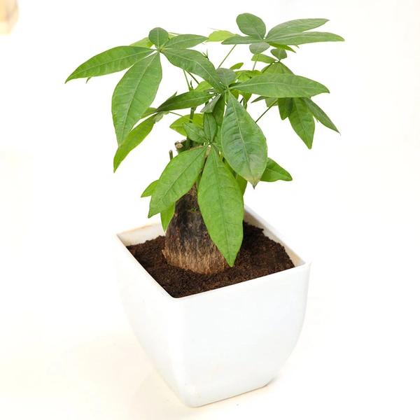 Admirable Pachira Plant