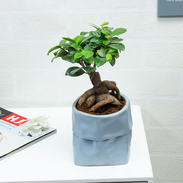 Microcarpa Bonsai In Grey Bag