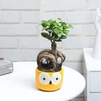 Ficus Microcarpa In Owl Pot