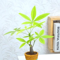 Pachira Bonsai In Vase Pot