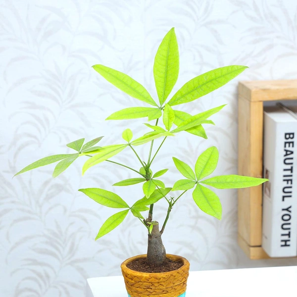 Pachira Bonsai In Vase Pot