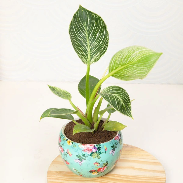 White Philodendron Houseplant