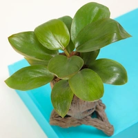 Groot Philodendron Plant