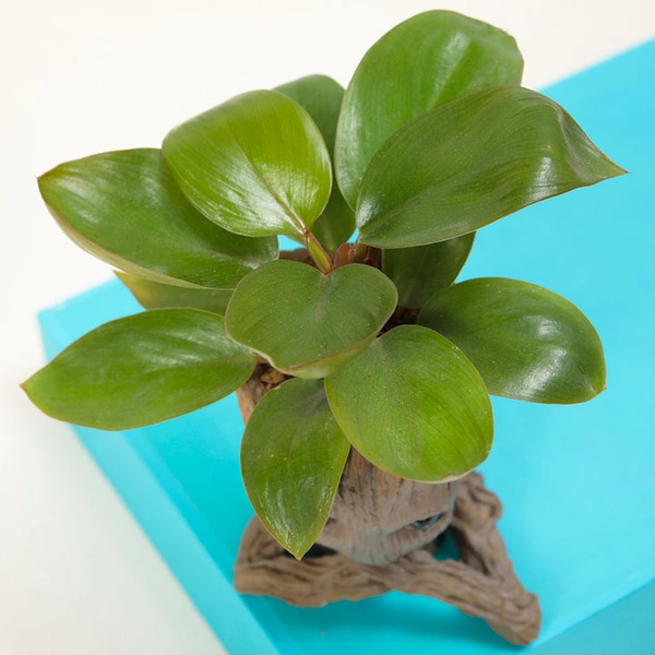 Groot Philodendron Plant