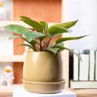 Ceramic Potted Philodendron