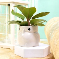 Multipurpose Philodendron Plant