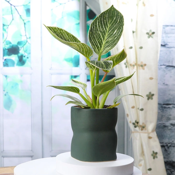 Pretty White Philodendron