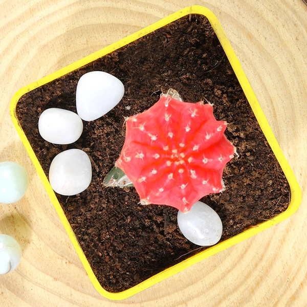 Pink Moon Cactus Plant