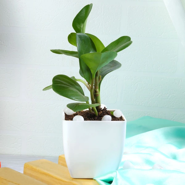 Peperomia green In White Pot