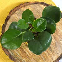 Peperomia Green In Yellow Vase