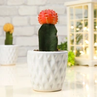 Moon Cacti Beauty