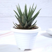 Haworthia Plant in White Pot