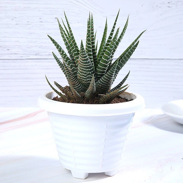 Haworthia Plant in White Pot