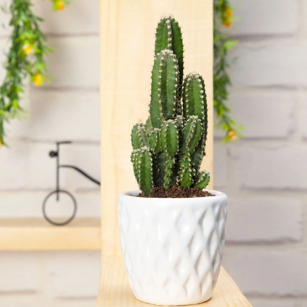 Beautified Elongated Cactus