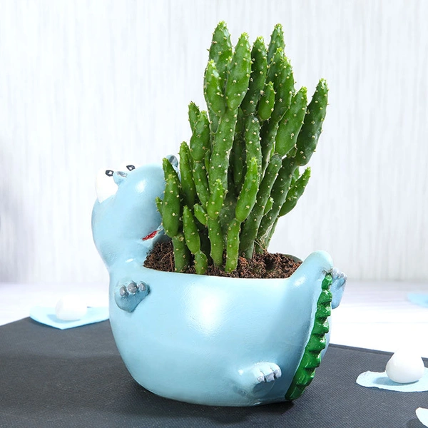 Monacanta Cactus In Resting Dinosaur