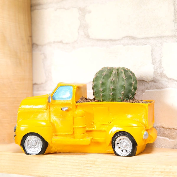 Perfectly Chic Cactus