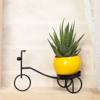 Non-Fussy Haworthia Plant