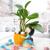 Peperomia Green plant Basket Girl