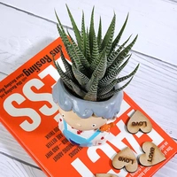 Haworthia plant In Cute Boy