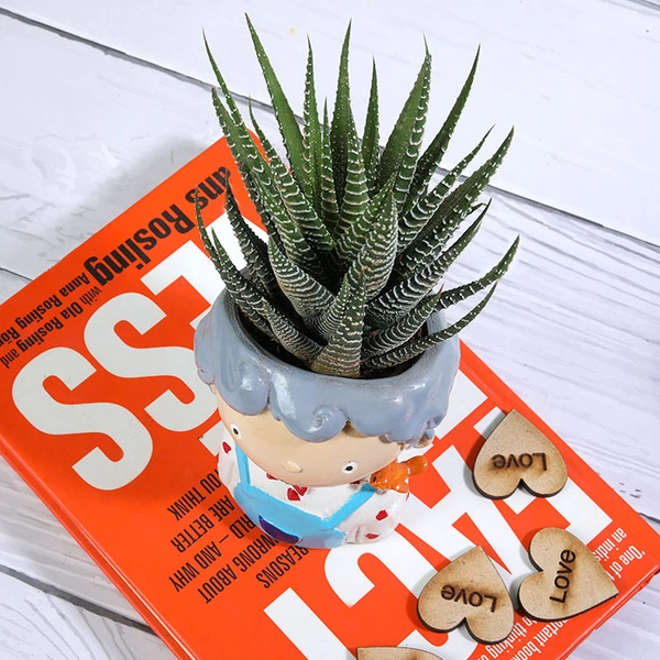 Haworthia plant In Cute Boy