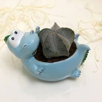 Ball Cactus In Sleeping Dinosaur