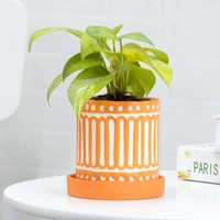 Ceramic Vase Holding Money Plant