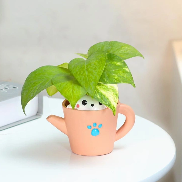 Money Plant In Kitty Love