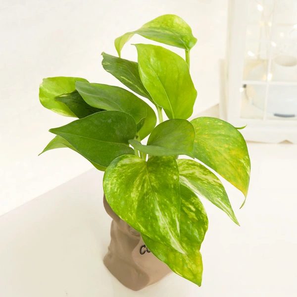 Money Plant In Coffee Bag