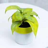 Money Plant In Green Stripped White Pot