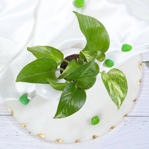 Money Plant In Baby Elephant